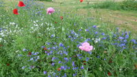 P1000445.JPG