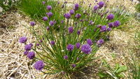 P1000145.JPG