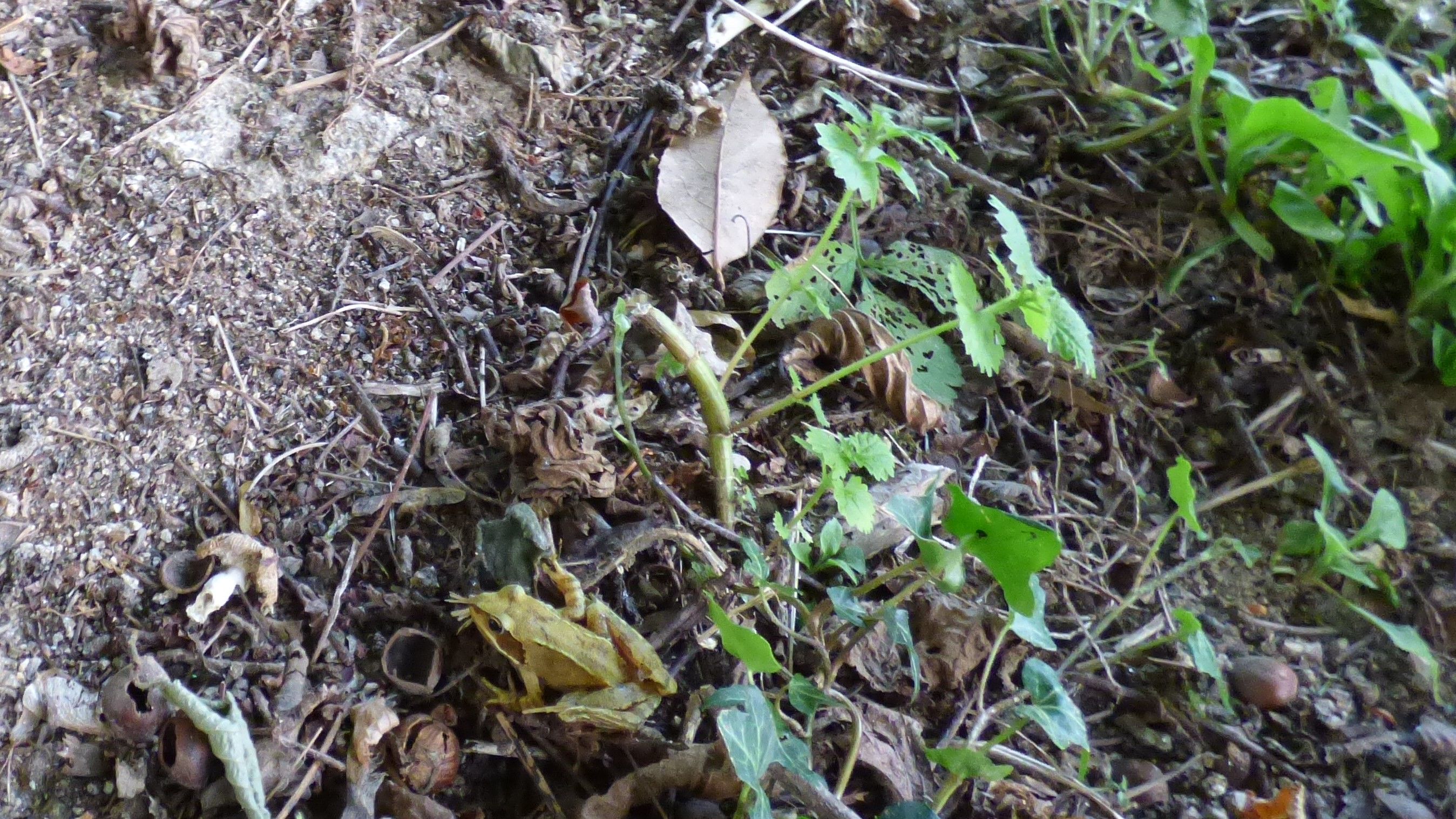 P1000383 (2).JPG