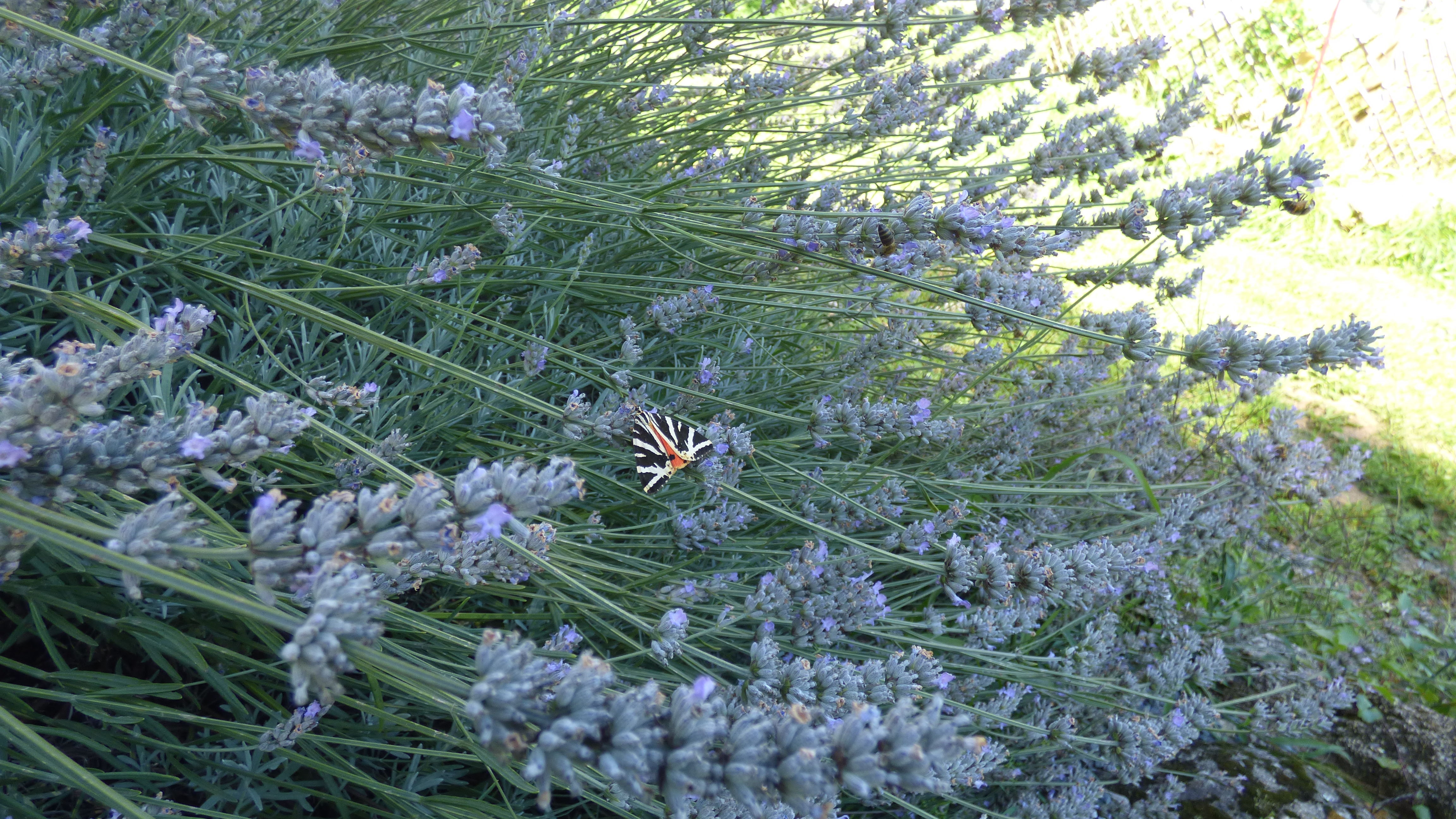 P1000567.JPG