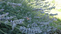 P1000567.JPG